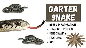 Neurotoxins are toxic substances that are destructive to nerve tissue and can result in central. Garter Snakes Breed Types Diet Habitat Are They Dangerous