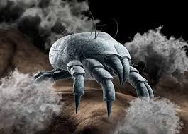 dust mites uniqcare cleaning