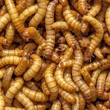 How To Start A Mealworm Farm A