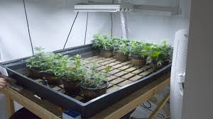 growing um for hydroponic