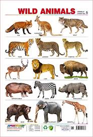School Wildlife Chart Farm Animals Name Preschool Animal