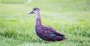 Find ducks ads in our pets category from sydney region, nsw. Ducks And Ducklings