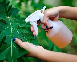 Here are a few natural insect repellent recipes: This Amazing Natural Pesticide Recipe Is So Effective You Can Get Rid Of Pests In No Time Balcony Garden Web