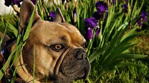 Are Irises Poisonous To Dogs The Dog