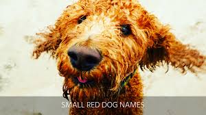 ultimate list of 400 red dog names