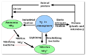 The nitrogen cycle reactions have important environmental, agronomic, and health implications and may be also used for technical applications. Schematic Representation Of Nitrogen Cycle Download Scientific Diagram