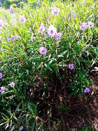 We did not find results for: Purple Flowers On Bush Like Plants In Florida