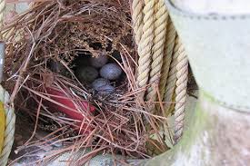 cowbirds practicing brood parasitism on