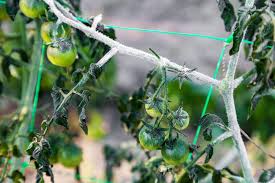 Protect Tomato Plants From Cold Frost
