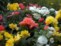 They're similar in appearance to petunias, but the flowers. The Easiest Annuals To Plant For Color All Summer Long Diy