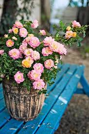 guilt free container roses this old house