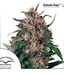 143 likes · 7 talking about this. Holland S Hope Cannabis Seeds Holland S Hope By Dutch Passion Lamota Growshop