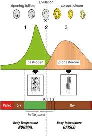 The Symptothermal Method Of Natural Family Planning