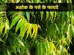 ashoka leaves uses ayurvedic benefits