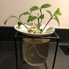 lemon pips and citrus seeds into plants