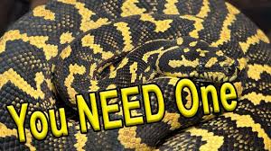 why you need a carpet python you