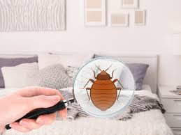 Magnifying Glass Detecting Bed Bug