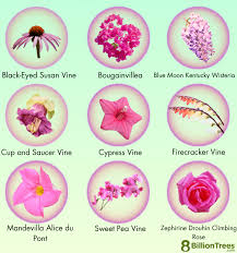74 plants with pink flowers names