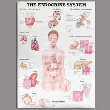 Details About The Endocrine System Posters Anatomical Chart Woman Body Educational Medical
