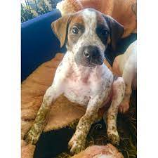 Whelped on march 22 and will be rea. Marsha A Divine Pup Large Female Boxer X German Shorthaired Pointer Mix Dog In Nsw Petrescue