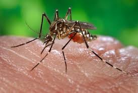 Image result for images of mosquito