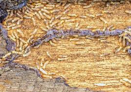 wood rot vs termite damage what s