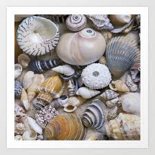 Sea Shell Collection Art Print By Lebensartphotography