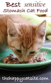 Treatments you can give your cat for its upset stomach at home. Cat Food Recipes For Sensitive Stomach 2021 At Cats Addlab Aalto Fi