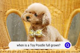 when is a toy poodle full grown with