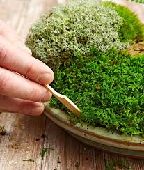 How To Make A Moss Dish Garden