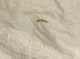 carpet beetle larvae archives page 2