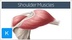Numerous muscles help stabilize the three joints of. Shoulder Muscles Anatomy And Functions Kenhub