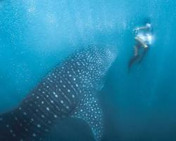 Donsol, Sorsogon whale sharks的圖片