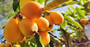 How To Grow And Care For Loquat Trees