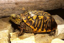 Ornate Box Turtle Facts Habitat Diet Adaptations Video