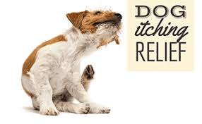 dog itching relief home remes for