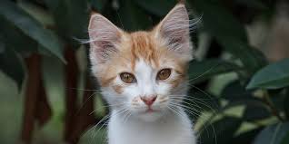 While some believe that male cats have better temperaments than females, many owners find that there isn't much difference once they are altered. Neutering Your Cat International Cat Care