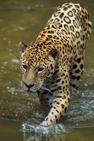 They can even tackle south america's largest animal, the tapir, and huge predators like caiman. Jaguar Habitat Diet Facts Britannica