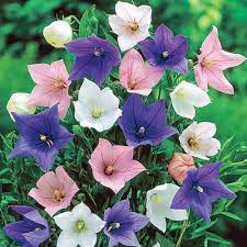 Shop plants & garden flowers and more at the home depot. Spring Hill Nurseries Multi Colored Flowering Perennials Balloon Flower Platycodon Mixture Live Bareroot Plant 3 Pack 83550 The Home Depot Balloon Flowers Flower Seeds Holly Flower
