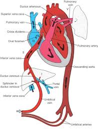 Fetal Blood Circulation Ductus Arteriosus Heart