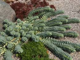 Succulents In A Rock Garden Planting A