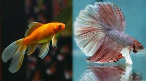 can betta fish and goldfish live