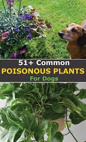 Common Plants Toxic For Dogs
