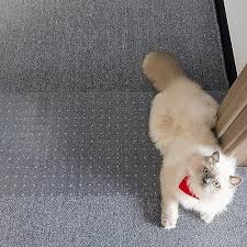 3 6ft cat carpet protector for doorway