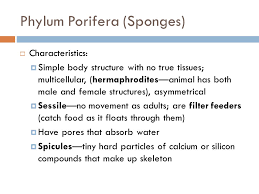 Sponges Cnidarians Flatworms And Roundworms Ppt Video