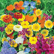 gurney s magic carpet mix multiple varieties with many colors 300 seed packet