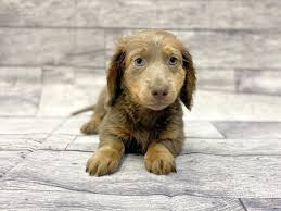 dachshund puppy long hair isabella id