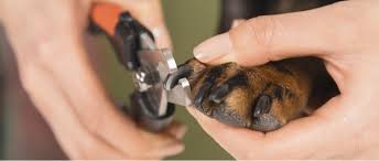 how to safely trim dog nails lubrisynha