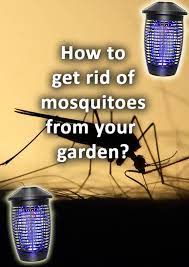 Get Rid Of Mosquitoes Outside