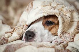 your dog has a cold